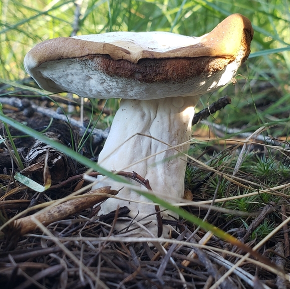 Meet your Posher, Kayem - Picture 1 of 1